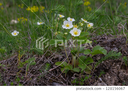 Creamy strawberry plants with white flowers and trifoliate leaves thriving in a natural setting during springtime Creamy strawberry plants with white flowers and trifoliate leaves thriving in a natural setting during springtime 128156067
