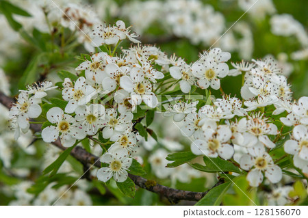 Common hawthorn blooms showcasing clusters of white flowers on a shrub in vibrant spring foliage in a natural setting 128156070