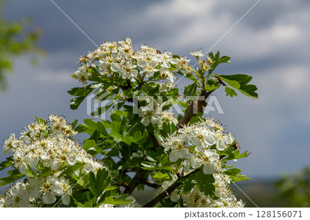 Blooms of Crataegus monogyna thrive on a sunny day with gray clouds in the background showcasing delicate white flowers and lush green leaves 128156071