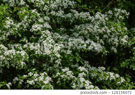 Blooming Crataegus monogyna displays clusters of white flowers against lush green foliage in a sunny setting during springtime Blooming Crataegus monogyna displays clusters of white flowers against lush green foliage in a sunny setting during springtime 128156072