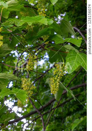 Spring blossoms of Norway Maple show bright yellowish-green flowers among lush leaves in a vibrant forest setting 128156074