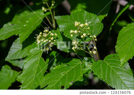 Tatarian Maple tree showcases rounded green leaves and clusters of small flowers during spring in a natural setting Tatarian Maple tree showcases rounded green leaves and clusters of small flowers during spring in a natural setting 128156076