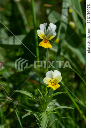 Sweet violet blooms in a woodland area showcasing vibrant yellow flowers alongside heart-shaped leaves during springtime Sweet violet blooms in a woodland area showcasing vibrant yellow flowers alongside heart-shaped leaves during springtime 128156078