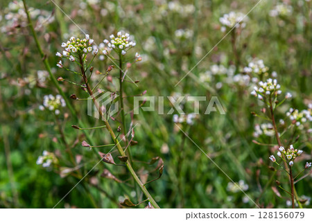 Shepherd's-purse blooming with small white flowers and heart-shaped seed pods in a lush green field during springtime Shepherd's-purse blooming with small white flowers and heart-shaped seed pods in a lush green field during springtime 128156079