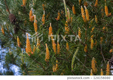 Scots pine branches showcasing male and female cones with lush green needles Scots pine branches showcasing male and female cones with lush green needles 128156080