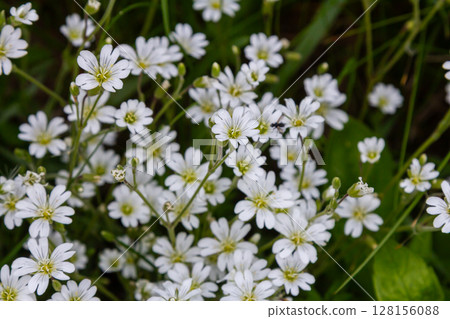 Blooming greater stitchwort displays clusters of delicate white flowers in a lush green habitat during early spring Blooming greater stitchwort displays clusters of delicate white flowers in a lush green habitat during early spring 128156088
