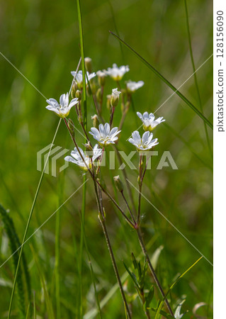 Stellaria holostea displays delicate white flowers in a lush green meadow during the blooming season 128156090