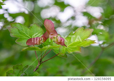 Field maple tree showcasing lobed leaves and paired samaras in a lush green environment during late spring Field maple tree showcasing lobed leaves and paired samaras in a lush green environment during late spring 128156095