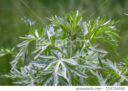 Pinnate grey-green leaves of Artemisia absinthium thriving in a natural environment showcasing small yellow flowers and a distinct aroma 128156098