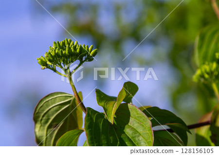 Flower buds of Cornus sanguinea appear on healthy foliage in spring sunshine showcasing vibrant greenery and the promise of blooming flowers Flower buds of Cornus sanguinea appear on healthy foliage in spring sunshine showcasing vibrant greenery and the promise of blooming flowers 128156105