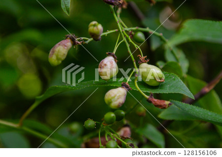 Plum pocket disease affects fruit development in plum trees during summer leading to hollow and deformed plums on branches 128156106
