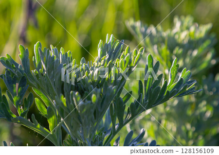 Wormwood plant exhibits pinnate grey-green leaves and small yellow flowers while releasing a strong aroma in a sunny landscape 128156109