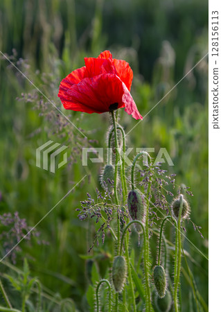 Bright red common poppy blooms uniquely among green foliage in a tranquil field showcasing nature's vibrant beauty during springtime 128156113