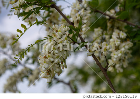 Blooming black locust tree showcasing fragrant white flowers in a natural setting at mid springtime 128156119