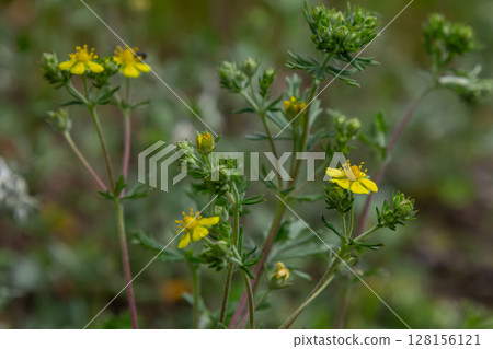 Hoary cinquefoil blooms with yellow flowers and silvery leaves in a natural setting during spring season 128156121