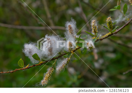 Fluffy catkins of Salix alba bloom near water on a serene spring day showcasing nature s delicate beauty in vibrant greenery Fluffy catkins of Salix alba bloom near water on a serene spring day showcasing nature s delicate beauty in vibrant greenery 128156123
