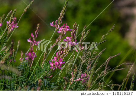 Common Sainfoin plant blooms with pink flowers in spikes surrounded by green grass in a sunny meadow during springtime Common Sainfoin plant blooms with pink flowers in spikes surrounded by green grass in a sunny meadow during springtime 128156127