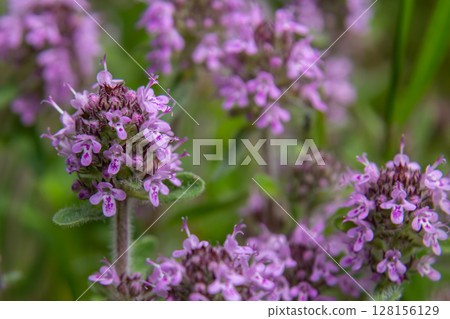 Wild thyme blooms in vibrant pink-purple hues showcasing the aromatic beauty of Thymus serpyllum in a lush natural setting 128156129