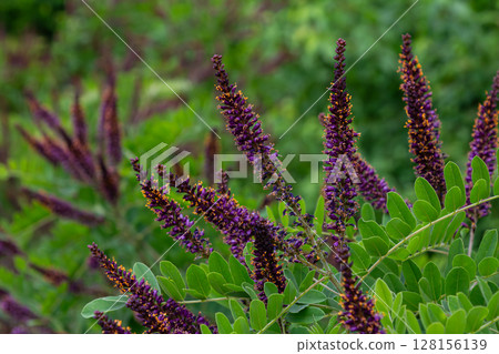 False indigo bush displays vibrant purple spikes among lush green foliage in a desert garden during springtime blooming False indigo bush displays vibrant purple spikes among lush green foliage in a desert garden during springtime blooming 128156139