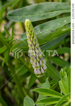 Large-leaved lupine presents tall purple flower spike surrounded by lush green foliage in a vibrant garden during springtime daylight 128156140