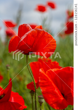 Vibrant blooming common poppies fill a field with bright red color under a cloudy sky in springtime 128156141
