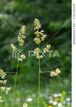 Dactylis glomerata blooms prominently in a lush green meadow showcasing its dense flower clusters and vibrant growth Dactylis glomerata blooms prominently in a lush green meadow showcasing its dense flower clusters and vibrant growth 128156145