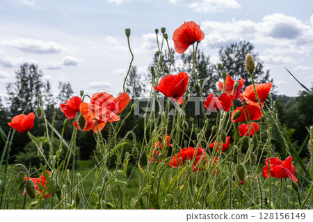 Bright red corn poppies sway gently in the breeze under a cloudy sky in a lush green field during the warm summer months 128156149