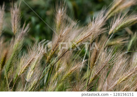 Hordeum murinum displays spiky ears and long awns in a vibrant field setting during a sunny afternoon in late summer 128156151