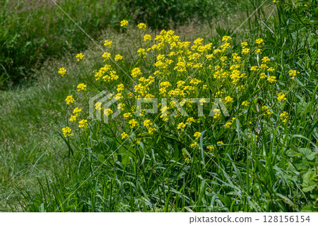 Bright yellow flowers of Bunias orientalis commonly known as Turkish Rocket flourish in a grassy natural landscape during springtime 128156154