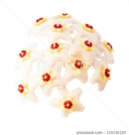 White flowers Hoya Carnosa White flowers Hoya Carnosa 128156185