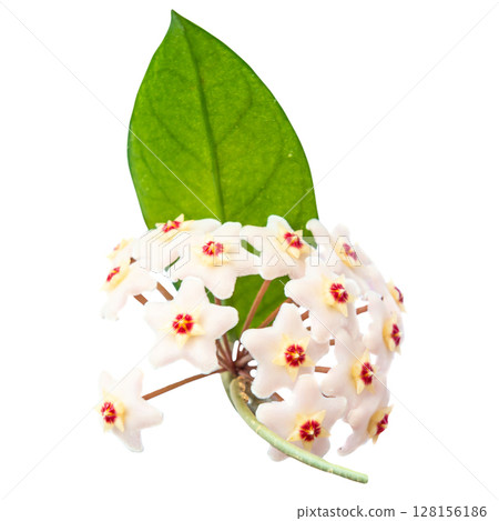 White flowers Hoya Carnosa White flowers Hoya Carnosa 128156186