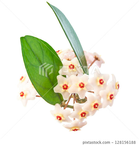 White flowers Hoya Carnosa White flowers Hoya Carnosa 128156188