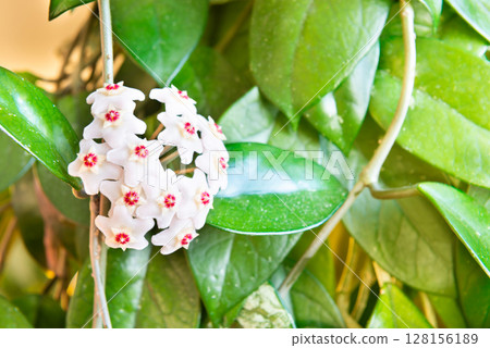 White flowers on green house plant White flowers on green house plant 128156189