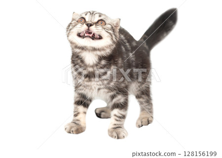 Little kitten Scottish fold cat 128156199