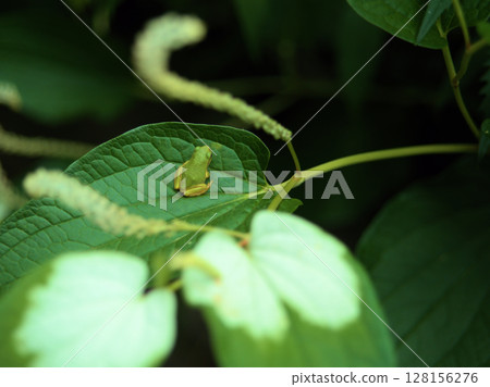 A tree frog resting on the leaves of a blooming Japanese lantern plant in the humid July 128156276