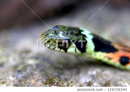 游泳後的山形 游泳後的山形 128156344