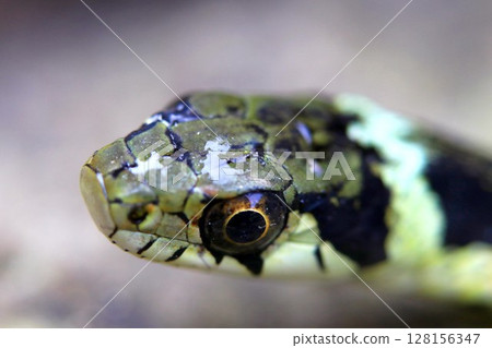 Yamakagashi after swimming 128156347