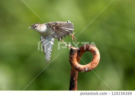 宮城縣名取市,一隻鶯正在起飛 宮城縣名取市,一隻鶯正在起飛 128156389