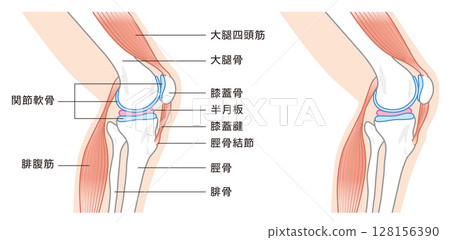 Illustration of the bones and muscles involved in the structure of the knee joint seen from the side Illustration of the bones and muscles involved in the structure of the knee joint seen from the side 128156390
