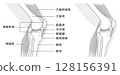 從側面看膝關節結構中骨骼和肌肉的單色插圖 從側面看膝關節結構中骨骼和肌肉的單色插圖 128156391