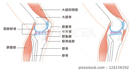 從側面看膝關節結構所涉及的骨骼和肌肉的圖示 128156392