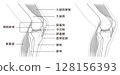 從側面看膝關節結構中骨骼和肌肉的單色插圖 從側面看膝關節結構中骨骼和肌肉的單色插圖 128156393