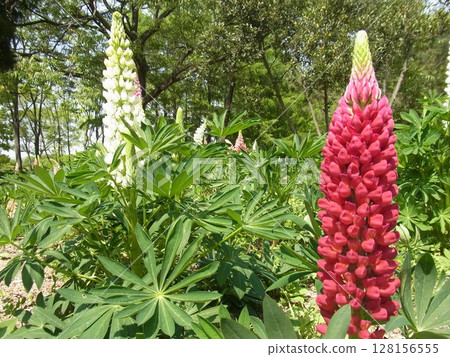 colorful flowers colorful flowers 128156555