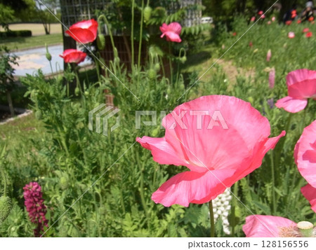 colorful flowers colorful flowers 128156556