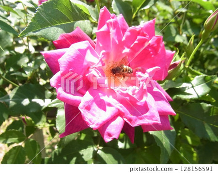 七彩花朵 七彩花朵 128156591