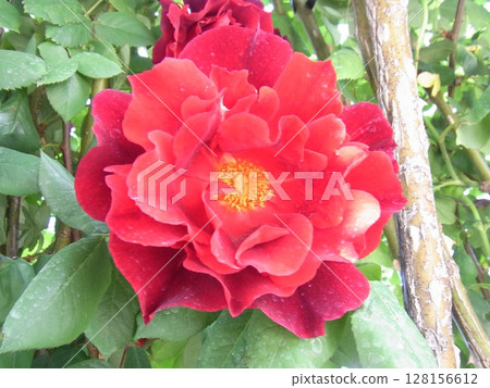 colorful flowers 128156612