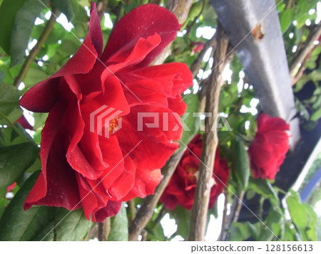 七彩花朵 128156613