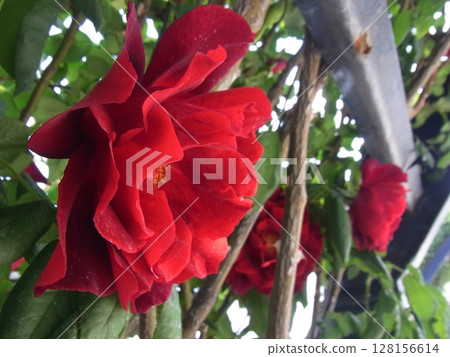 colorful flowers 128156614