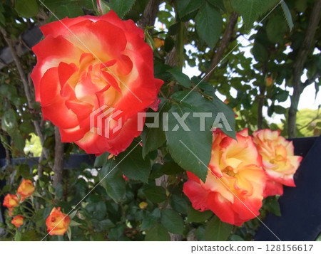 七彩花朵 七彩花朵 128156617