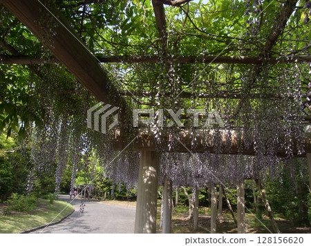 colorful flowers 128156620